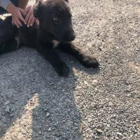 سگ قدرجونی تازه از اصفهان اوردم