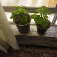 شمعدانی هلندی