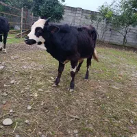 ورزا کوله چالوسی گاو نر