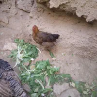 مرغ یک ساله|حیوانات مزرعه|نوبران, |دیوار