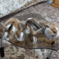 فروش چن عدد بچه خرگوش وپدرمادر|موش و خرگوش|شاهرود, |دیوار