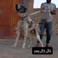 سگ نر|سگ|تربت‌حیدریه, پیشکوه|دیوار