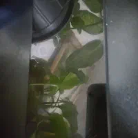 نوت ۱۱ s|موبایل|مشهد, شهرک مهرگان|دیوار