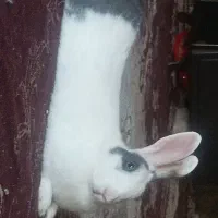 خرگوش|موش و خرگوش|مشهد, کوشک مهدی|دیوار