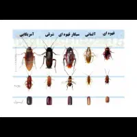 سم سوسک۱۰۰درصد تضمینی