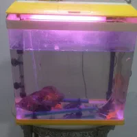 ماهی|ماهی|مشهد, رضاییه|دیوار