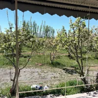 ۱۴۰۰ متر باغ مثمر ۱۲ ساله در آونلیق|فروش زمین و ملک کلنگی|کندوان, |دیوار