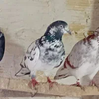 تعدادی کبوتر خوب با ضمانت