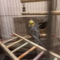 دو جفت عروس هلندی مودل با بچه