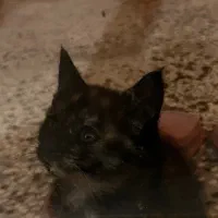 واگذاری گربه