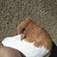 ماده کله زرد