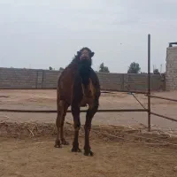 شتر و حاشی