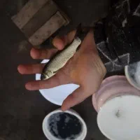قزل الا کپور پرورش ماهی