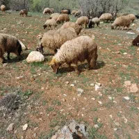 کاور ورن سنجابی
