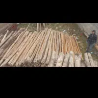 از سقف دراومده سالم وپوسی همون دام تیری خریداریم|خدمات باغبانی و درختکاری|دشتابی, |دیوار