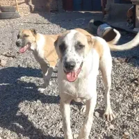 توله ۸ ماهه الابای