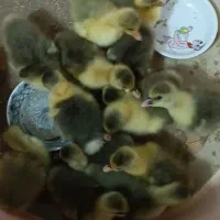 جوجه غاز محلی|حیوانات مزرعه|آمل, |دیوار