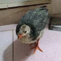 پرنده|حیوانات مزرعه|قم, پردیسان|دیوار