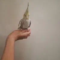 عروس هلندی دستی بالغ