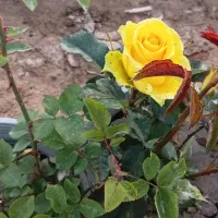 انواع گل رز و یاس