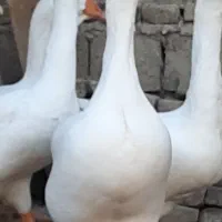 قوغاز اکراینی|حیوانات مزرعه|سورک, |دیوار