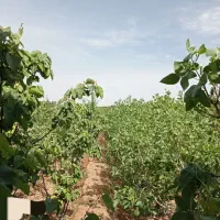 باغ شاهین شهر ،گرگاب، قابل معاوضه و تهاتر