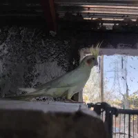 عروس هلندی لوتیون زعفرانی نر|پرنده|اسفراین, |دیوار