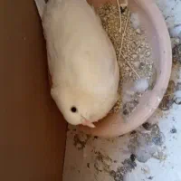 گمشده