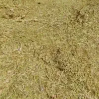 فروش کاه گندم و عدس با بهترین کیفیت