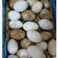 تخم غاز محلی