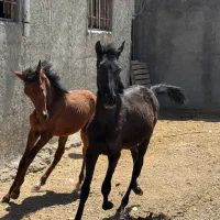 مادیان و کره اسب|اسب و تجهیزات اسب‌سواری|ماهیدشت, |دیوار