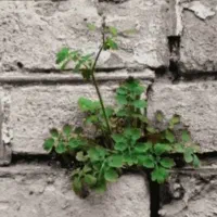 نیازمند ۵۰۰ میلیون تومان وام