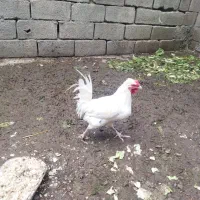 تعدادی غاز بوقلمون و خروس|حیوانات مزرعه|کرج, کمال‌شهر|دیوار