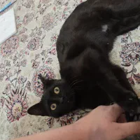 واگذاری گربه|گربه|شیراز, سیلو|دیوار