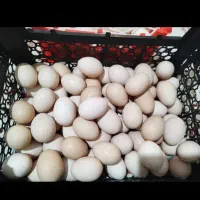 تخم مرغ محلی فوق درشت