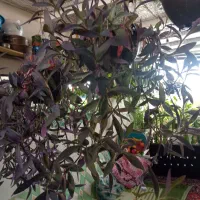 گل برگ بیدی بنفش