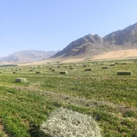 شبدر چین اول