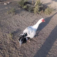 جوجه اردک مسکویی|حیوانات مزرعه|هشتگرد, تهران دشت|دیوار