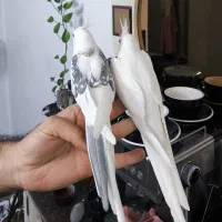 جفت عروس هلندی خاص