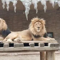 بلیط باغ وحش ارم تهران
