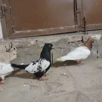 کفتر کله
