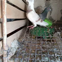 کبوتر پلاکی نژاد دلبر|پرنده|شبانکاره, |دیوار