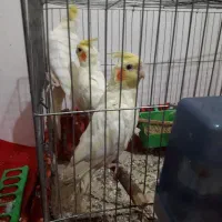 عروس هلندی لوتینو