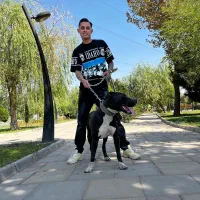 پیت بول|سگ|بهارستان, |دیوار