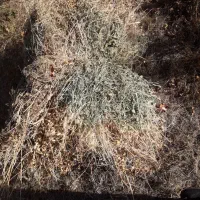 فروش علف برای دام