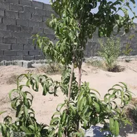 باغچه دنج زیر قیمت/شرایطی|فروش زمین و ملک کلنگی|شهریار, |دیوار