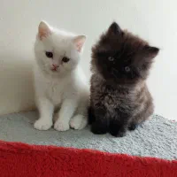 بچه‌گربه‌ پرشین اصیل