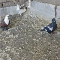 کفتر شب بازی