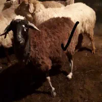 دو عدد گوسفند چال وقره چال ابستن ویک عدد بز|حیوانات مزرعه|اهر, |دیوار