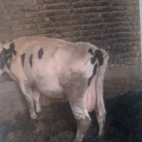 گاو وگوساله نر|حیوانات مزرعه|قنوات, |دیوار